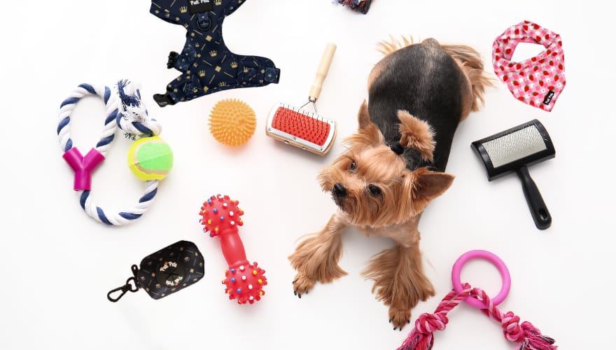 Pet Toys & Tools