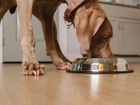 Pet Bowls