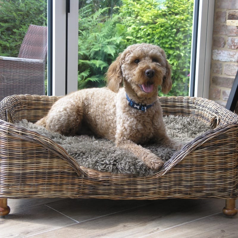 Pet Beds