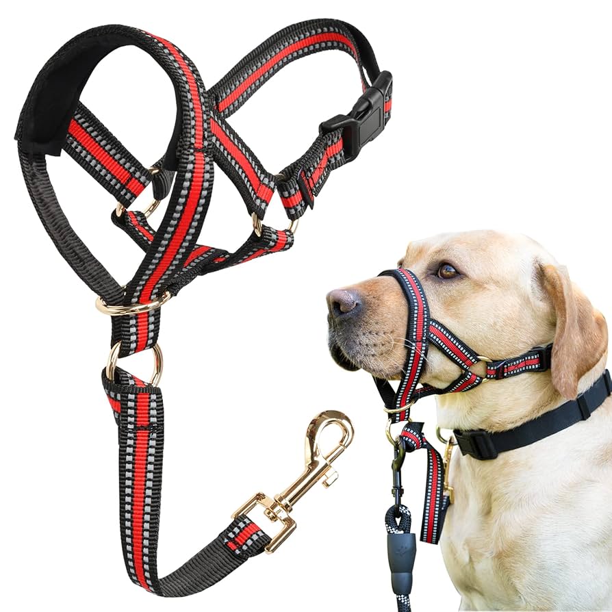 Pet Leash & Harness