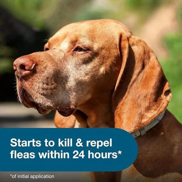 Seresto® Flea & Tick Collar for Large Dogs | Milipet