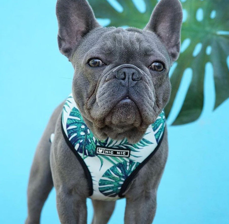 🐶 Small Dog Harness – Comfortable Polyester Chest Strap for Pets 🐾