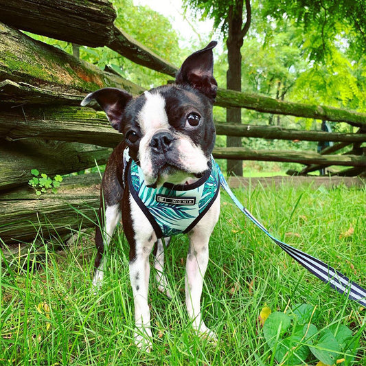 🐶 Small Dog Harness – Comfortable Polyester Chest Strap for Pets 🐾
