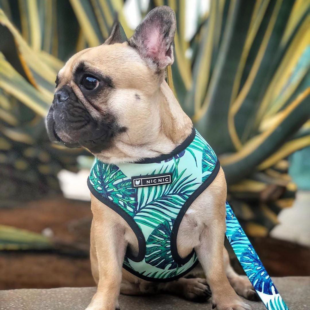 🐶 Small Dog Harness – Comfortable Polyester Chest Strap for Pets 🐾