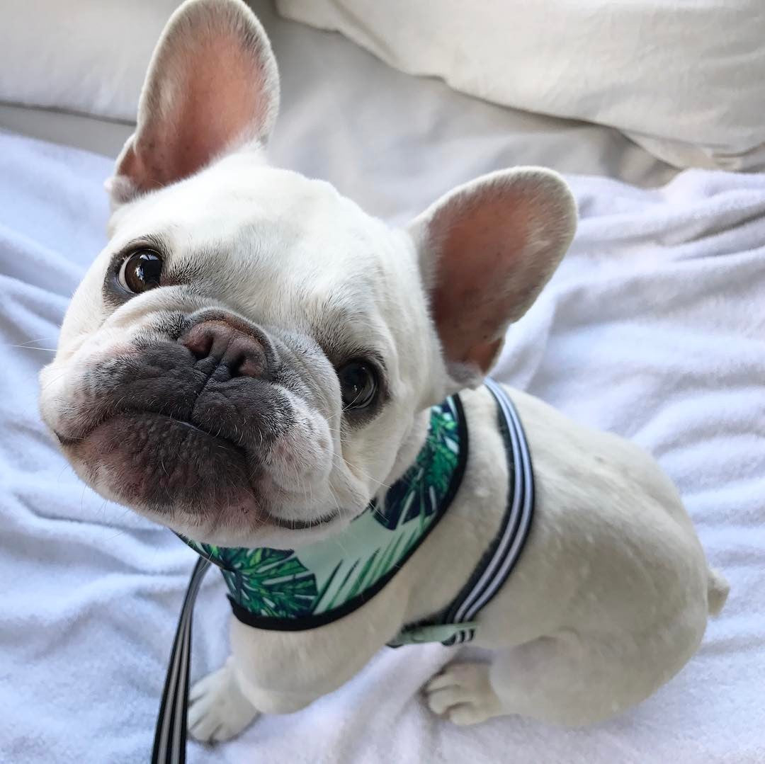 🐶 Small Dog Harness – Comfortable Polyester Chest Strap for Pets 🐾
