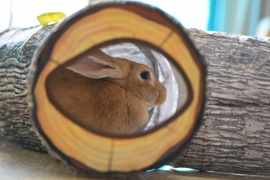 🌳 Tree Pattern Tunnel – Interactive Pet Toy for Cats, Kittens & Small Dogs 🐾