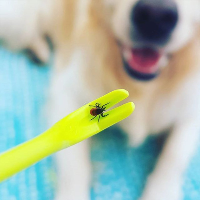 🪝 3pcs Dog Tick & Flea Removal Tools – Pet Grooming Kit for Dogs & Cats 🐶🐱
