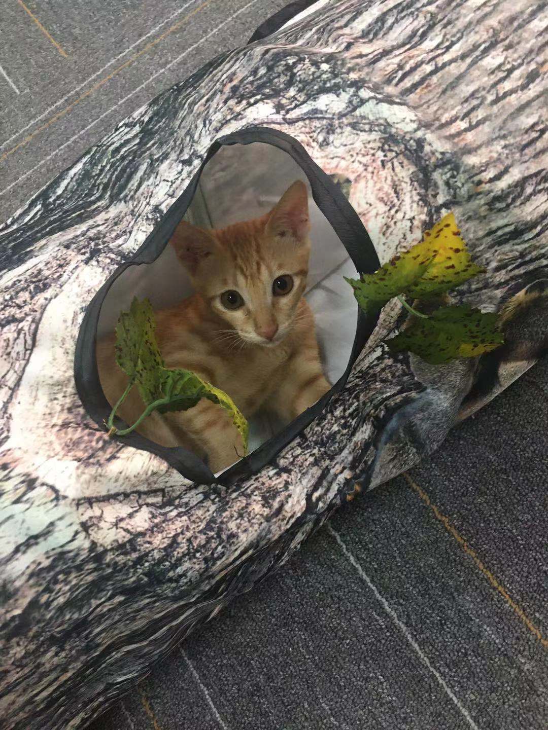 🌳 Tree Pattern Tunnel – Interactive Pet Toy for Cats, Kittens & Small Dogs 🐾